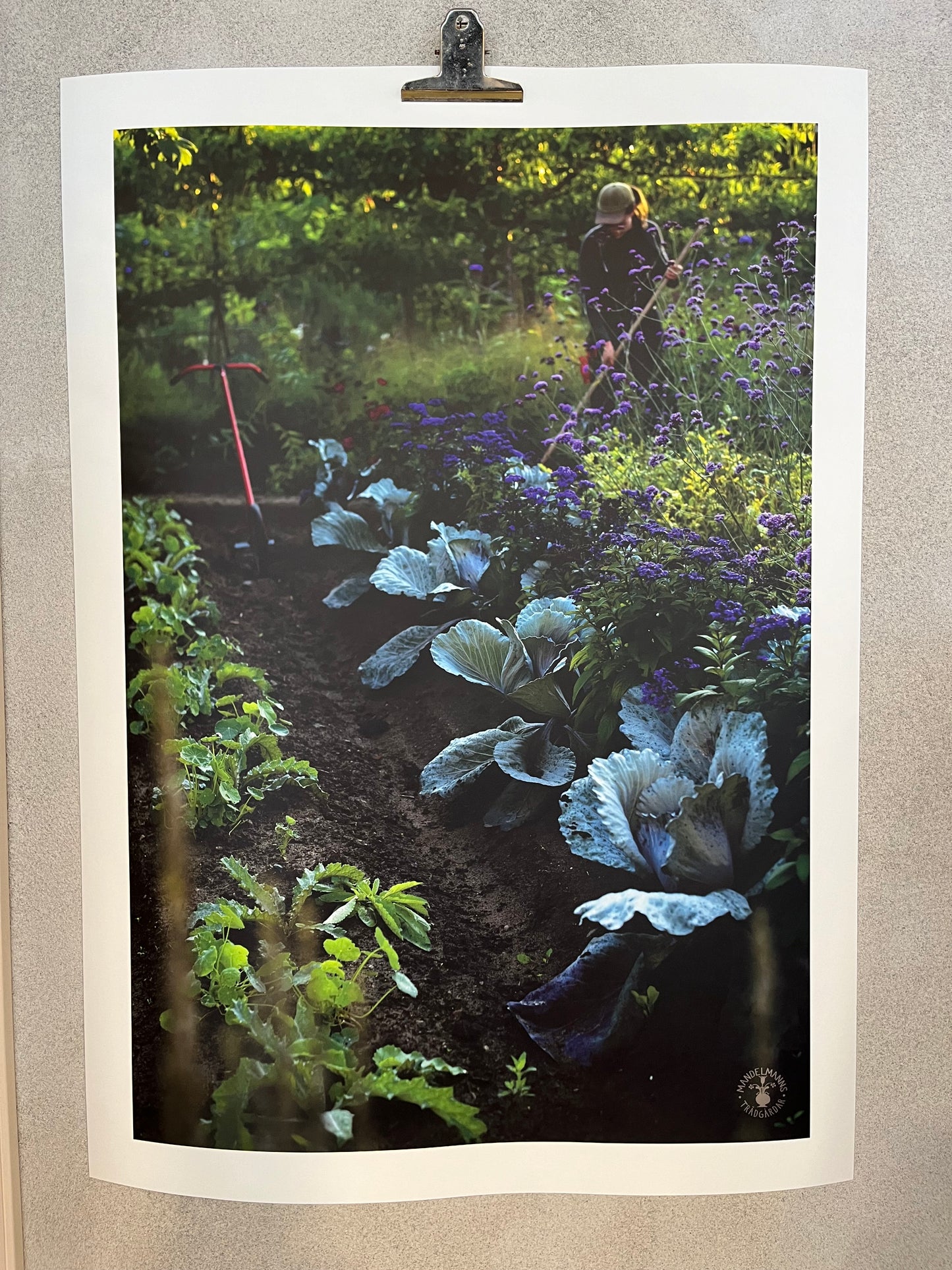 Poster Augustimorgon