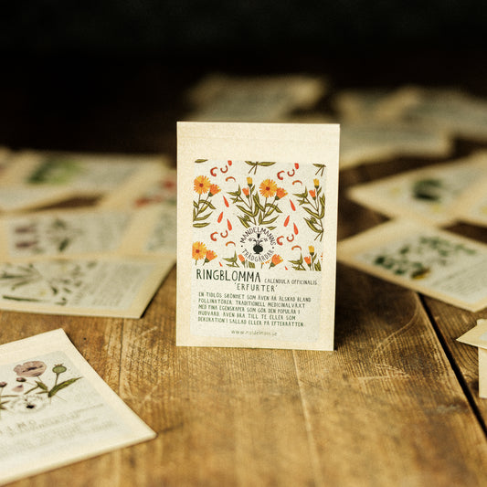 Ringblomma ´Erfurter´