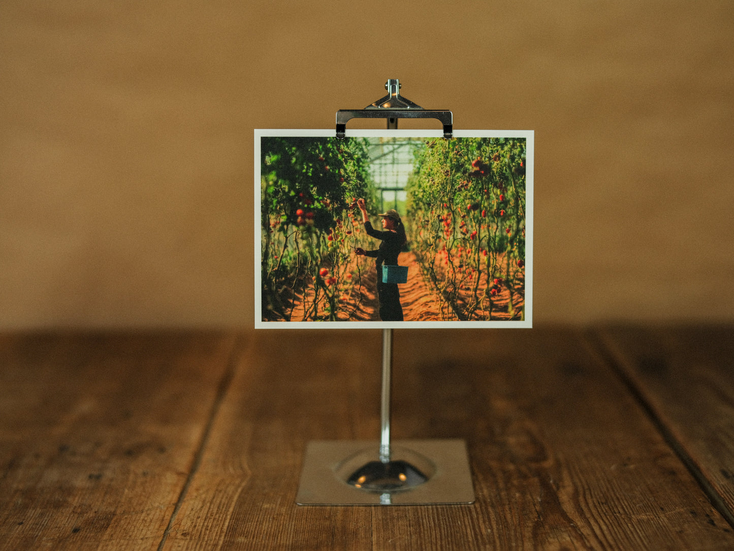 Vykort med tomatskörd - svenskt designat trädgårdskort från Mandelmanns