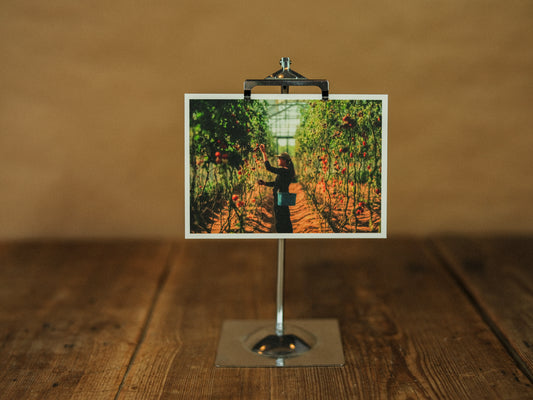 Vykort med tomatskörd - svenskt designat trädgårdskort från Mandelmanns